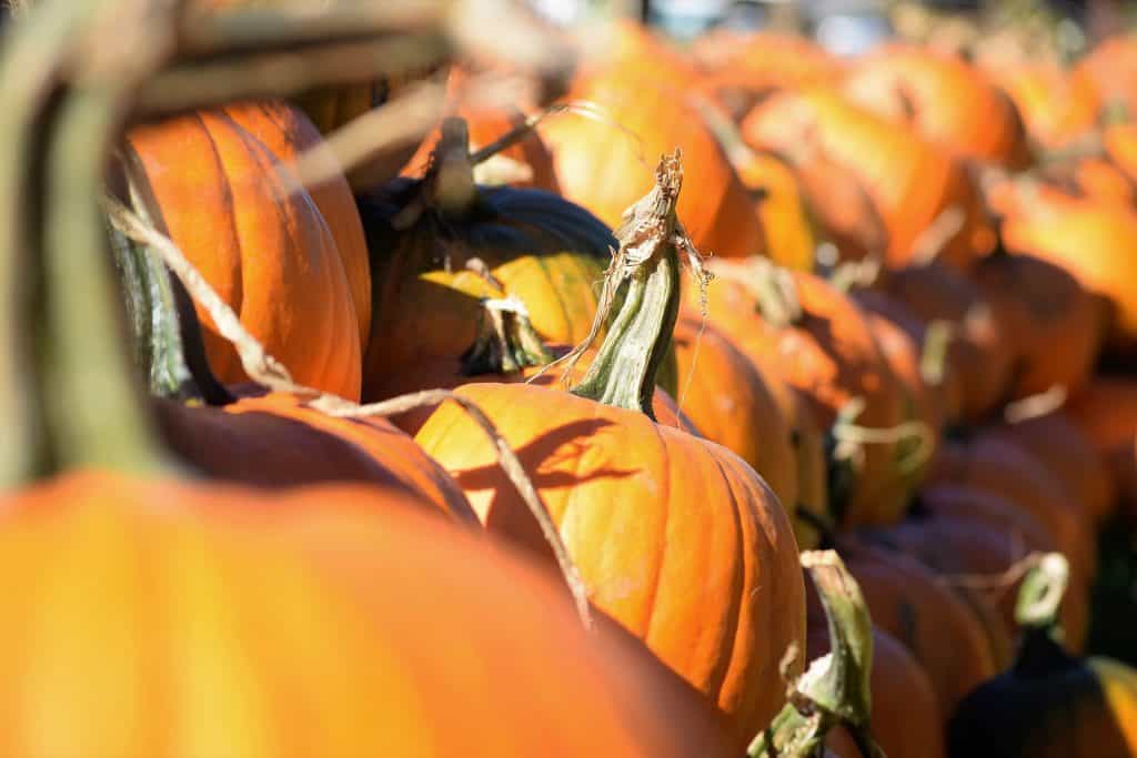 Halloween a zvyky starých Slovanov - pumpkin 2828519 1920 1024x683 - Halloween a zvyky starých Slovanov