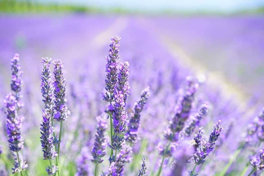 Prírodní bojovníci, ktorí zatočia so stresom - lavender blossom 1595581 1920 1024x683 - Prírodní bojovníci, ktorí zatočia so stresom