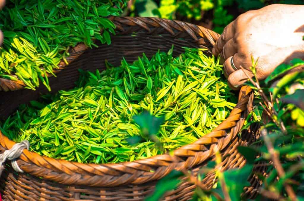 Zelený čaj - elixír zdravia a mladosti - tea 1309015 1920 1024x678 - Zelený čaj &#8211; elixír zdravia a mladosti