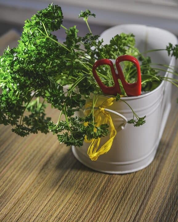 Zbierame bylinky – Ako postupovať pri sušení alebo správnom uskladnení - herbs 1007053 960 720 - Zbierame bylinky – Ako postupovať pri sušení alebo správnom uskladnení