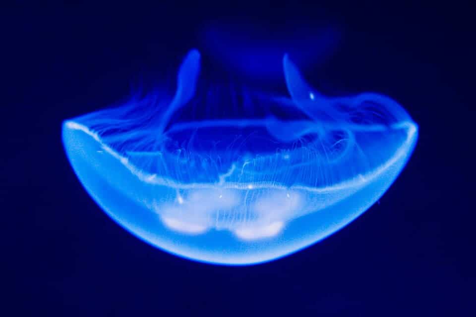 Popŕhlenie medúzou môže znepríjemniť krásnu dovolenku v exotike - med  za more - Popŕhlenie medúzou môže znepríjemniť krásnu dovolenku v exotike