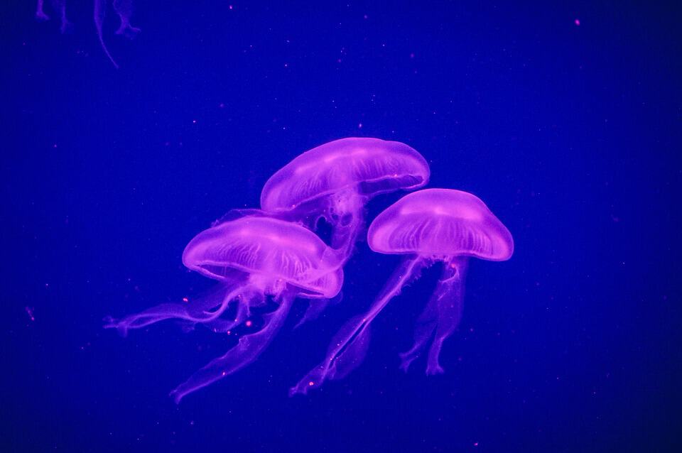 Popŕhlenie medúzou môže znepríjemniť krásnu dovolenku v exotike - meduza more voda - Popŕhlenie medúzou môže znepríjemniť krásnu dovolenku v exotike