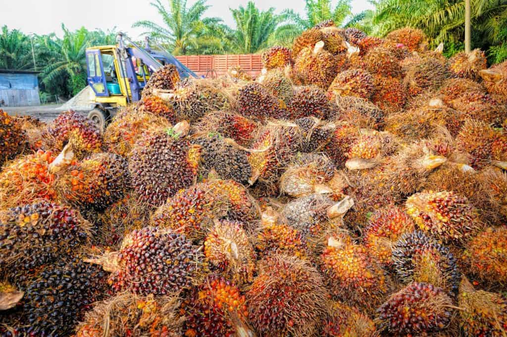Čo sa nedozvieme o palmovom oleji? - palm 1464654 1920 1024x681 - Čo sa nedozvieme o palmovom oleji?