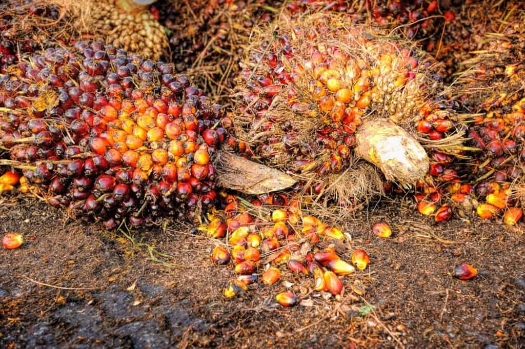 Čo sa nedozvieme o palmovom oleji? - palm 1464655 1920 1024x681 - Čo sa nedozvieme o palmovom oleji?
