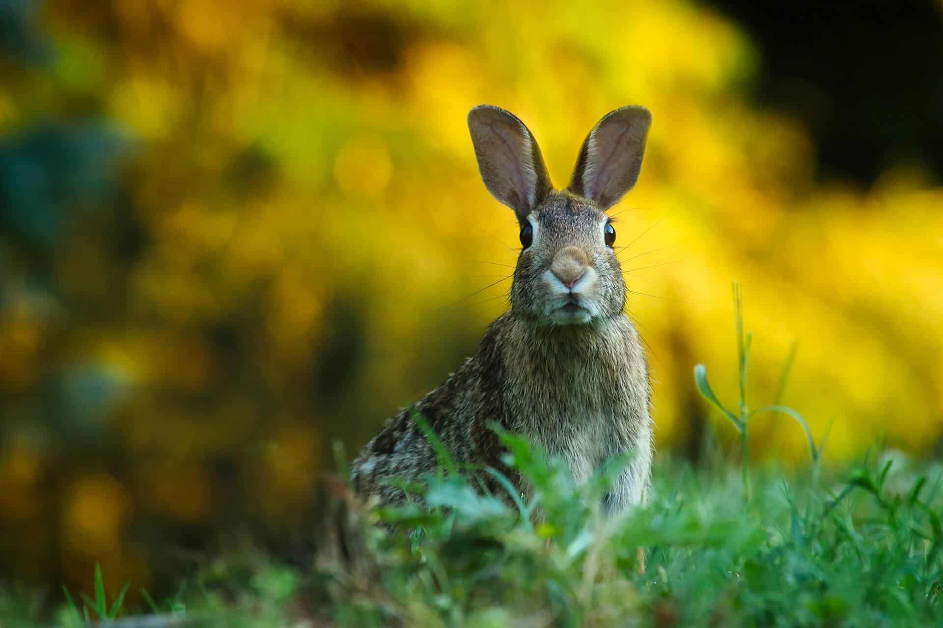 Najbizarnejšie zákony sveta - rabbit 1882699 1920 - Najbizarnejšie zákony sveta