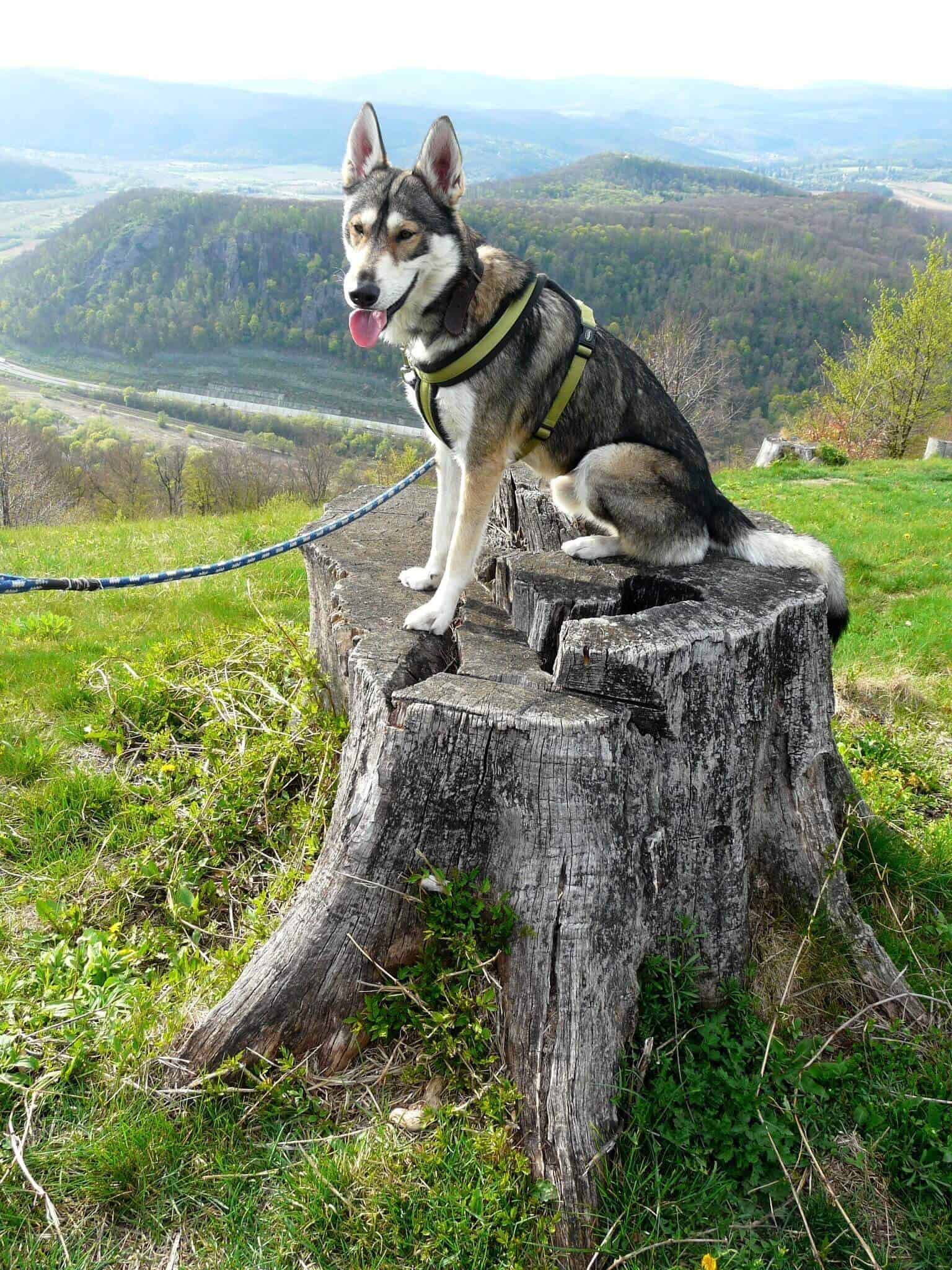 slovensko - P1200155 e1557933022441 - Pešo so psom – Pustý hrad