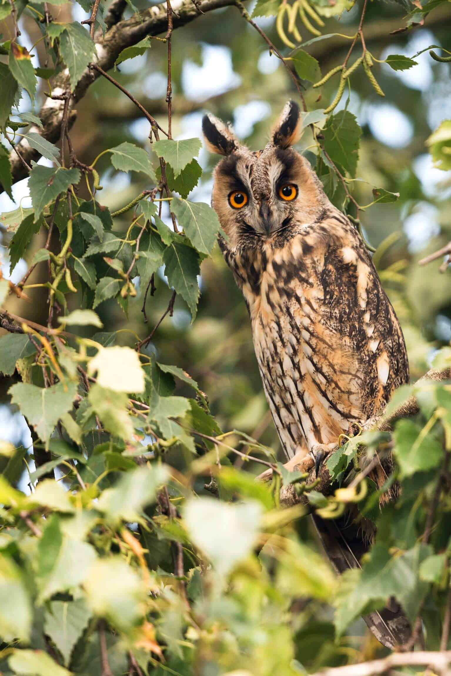 sovy - long eared owl mysiarka usata - Sovy – Tieto máme na Slovensku, 1. časť