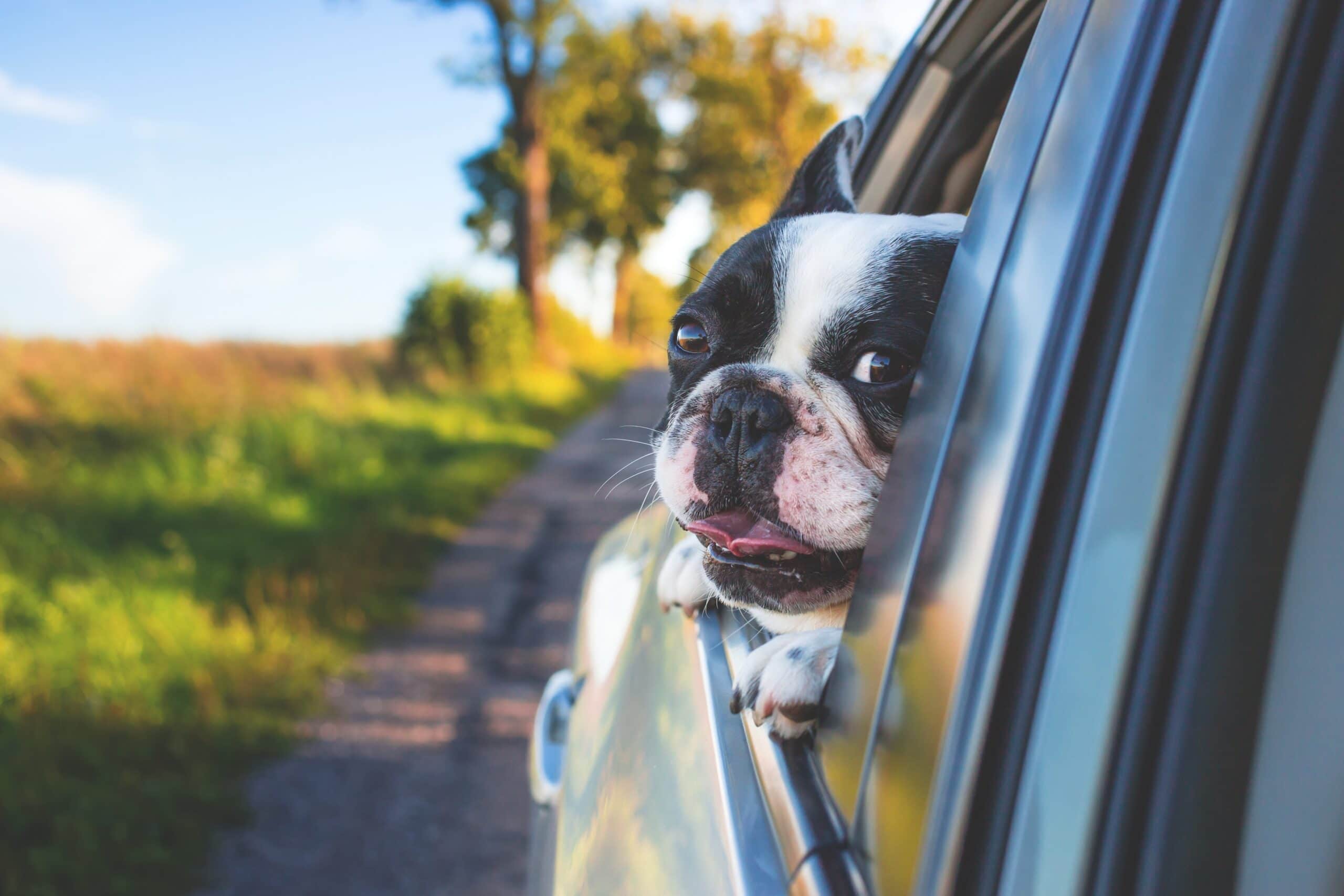 - dog pet car window stockpack pixabay scaled 1 - EÚ: Predaj áut vzrástol v marci o viac než 87 percent